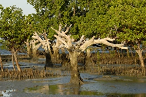 Mangroves Prints: Mangroves, Sand Island, Tanzania, East Africa, Africa