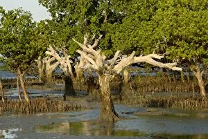 Mangroves, Sand Island, Tanzania, East Africa, Africa