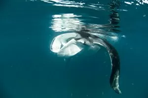 Images Dated 8th August 2009: Manta ray (Manta birostris) feeding on zooplankton by extending its cephalic lobes, Quintana Roo