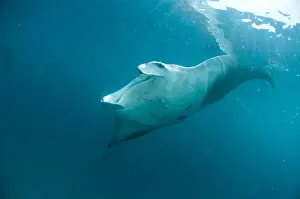 Sealife Prints: Manta ray (Manta birostris) feeding on zooplankton by extending its cephalic lobes