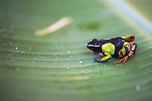 Frog Prints: Mantella baroni, a frog endemic to Madagascar, Africa