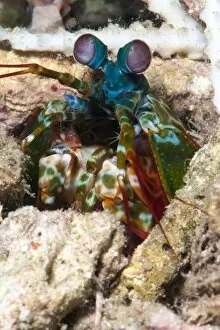 Images Dated 1st June 2008: Mantis shrimp (Odontodactylus scyllarus), Sulawesi, Indonesia, Southeast Asia, Asia