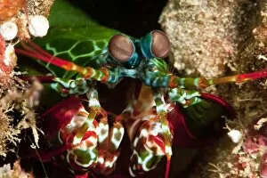 Mantis shrimp (Odontodactylus scyllarus), Sulawesi, Indonesia, Southeast Asia, Asia