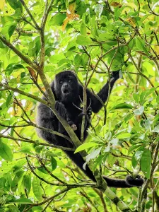 Playful Prints: Mantled howler monkey sitting on a branch in a tree at Tikal in Guatemala while surrounded by green leaves