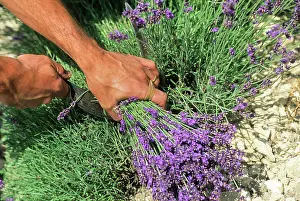 Botanical Prints: Manual harvesting of lavender in Vaucluse