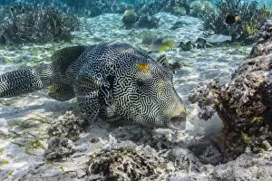 Black And White Prints: Map puffer (Arothron mappa) feeding on sponges on the house reef on Sebayur Island