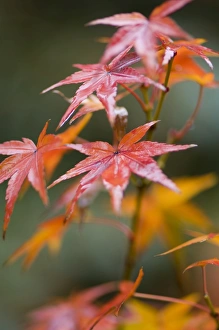 Images Dated 23rd November 2007: Maple leaves
