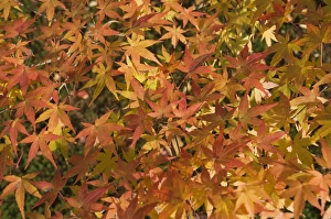 Images Dated 22nd November 2007: Maple leaves