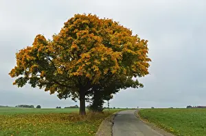 Lane Prints: Maple tree with autumn colors, near Villingen-Schwenningen