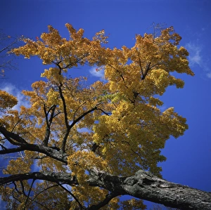 Maples Prints: Maple tree in fall colours at Chautauqua Institution