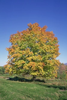 New Hampshire Prints: Maple tree in fall colours in the White Mountains