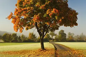 Lane Prints: Maple tree and morning fog in autumn