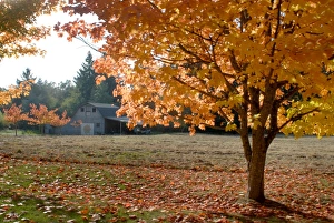 Washington Prints: Maple trees in full autumn color and barn in background