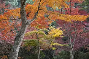 Autumnal Scene Prints: Maple trees in autumn, Momijidani Park (Japanese Maple Park)