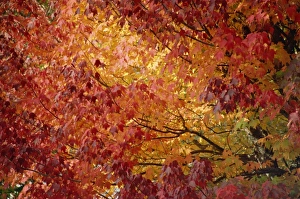 Season Prints: Maple trees fall foliage, Canada, North America