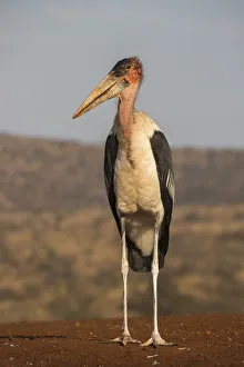 Wild Animals Prints: Marabou (Leptoptilos crumenifer), Zimanga private game reserve, KwaZulu-Natal, South
