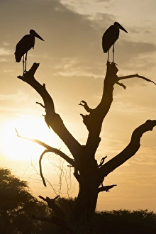 Uganda Prints: Marabou Stork (Leptoptilos crumenifer), Uganda, Africa
