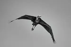Spread Wings Prints: A Marabou stork (Leptoptilos crumenifer) in flight over the Maasai Mara