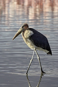 Images Dated 13th October 2006: Marabou stork (Leptoptilos crumeniferus) wading in Lake Nakuru, Lake Nakuru National Park