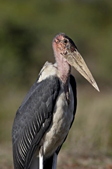 Images Dated 14th November 2007: Marabou Stork (Leptoptilos crumeniferus), Kruger National Park, South Africa, Africa