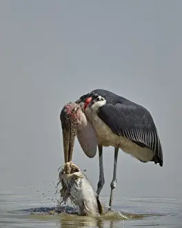Marabou stork (Leptoptilos crumeniferus) feeding on a vundu (big catfish) (Heterobranchus