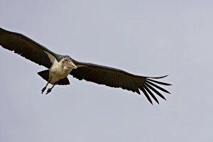 Images Dated 16th October 2006: Marabou stork (Leptoptilos crumeniferus) in flight, Masai Mara National Reserve