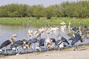 Images Dated 28th March 2008: Marabu storks in the Abiata-Shala National Park, Ethiopia, Africa