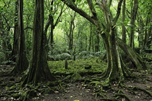 Rain Forest Prints: Marae Titiroa historical site, Moorea, French Polynesia, South Pacific Ocean, Pacific