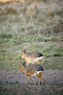 Mara Prints: Maras, Peninsula Valdes, Argentina, South America