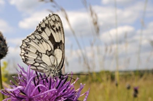 Invertebrate Prints: Marbled white butterfly (Melanargia galathea)