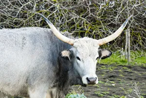 Horns Prints: Maremmana cow, Province of Grosseto, Maremma, Tuscany, Italy, Europe