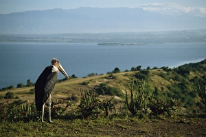Stork Prints: Maribou stork on Lake Edward
