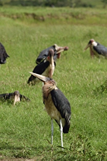 Maribou storks