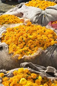Marigolds tied up in sacking ready for sale, flower market, Bari Chaupar