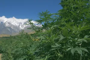 Abundance Prints: Marijuana bushes