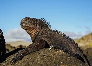 Marine iguana (Amblyrhynchus cristatus), San Cristobal or Chatham Island, Galapagos