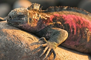 Images Dated 14th April 2010: Marine iguana (Amblyrhynchus cristatus), Suarez Point, Isla Espanola (Hood Island)