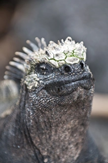 Images Dated 11th April 2010: Marine iguana (Amblyrhynchus cristatus), Espinosa Point, Isla Fernandina