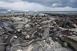 Images Dated 11th April 2010: Marine iguana (Amblyrhynchus cristatus), Espinosa Point, Isla Fernandina