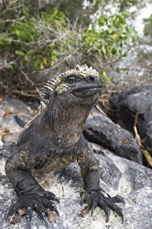 Images Dated 11th April 2010: Marine iguana (Amblyrhynchus cristatus), Espinosa Point, Isla Fernandina