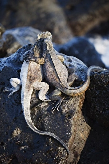 Marine Iguana (Amblyrhynchus cristatus), Turtle Bay, Isla Santa Cruz, Galapagos Islands