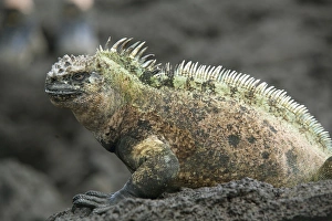 Ecuadorian Prints: Marine iguana, Fernandina Island, Galapagos, Ecuador, South America