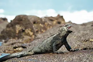 Ecuador Prints: Marine Iguana, Isla Isabela, Galapagos Islands, Ecuador