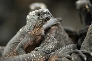 Ecuador Prints: Marine Iguana, Isla Isabela, Galapagos Islands, Ecuador