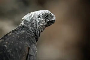 Ecuador Prints: Marine Iguana, Isla Isabela, Galapagos Islands, Ecuador