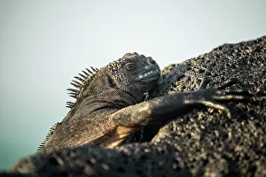 Ecuador Prints: Marine Iguana, Isla Isabela, Galapagos Islands, Ecuador