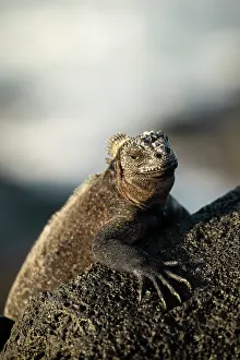 Ecuador Prints: Marine Iguana, Isla Isabela, Galapagos Islands, Ecuador