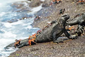 Ecuador Prints: Marine Iguana, Isla Isabela, Galapagos Islands, Ecuador