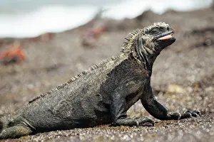 Ecuador Prints: Marine Iguana, Isla Isabela, Galapagos Islands, Ecuador