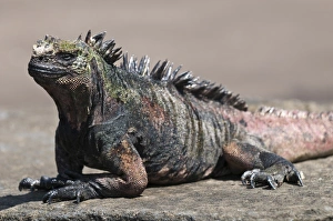 Images Dated 12th April 2010: Marine iguana, Port Egas (James Bay) Isla Santiago (Santiago Island), Galapagos Islands